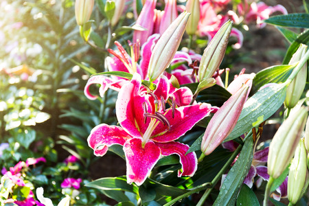 Beautiful pink lilies spring flower with water drops in garden of morning sunlight mist with spraying water on blurred flower field background in warm tone morning sunlight.の写真素材