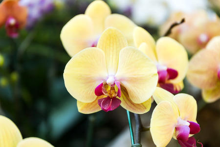 Close-up of orchid flower in garden at winter or spring day, Phalaenopsis orchid.の写真素材