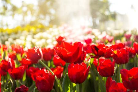 Beautiful tulip spring flower with water drops in garden of morning sunlight mist with spraying water on blurred flower field background in warm tone morning sunlight.の写真素材