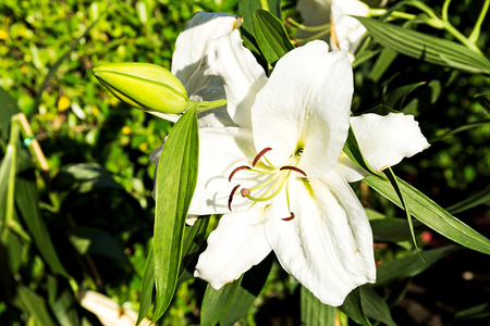 Beautiful white lilies spring flower in garden of morning sunlight on blurred flower field background in warm tone morning sunlight.の写真素材