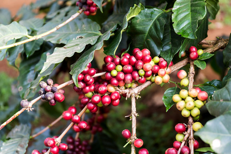 Coffee beans on tree, Thailandの写真素材