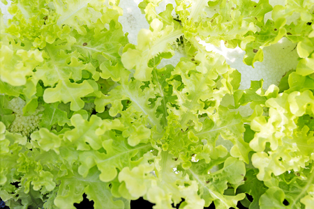 Oganic Green Cos Salad healthy vegetable is considered by many to be the best lettuce that you can grow or eat.の写真素材