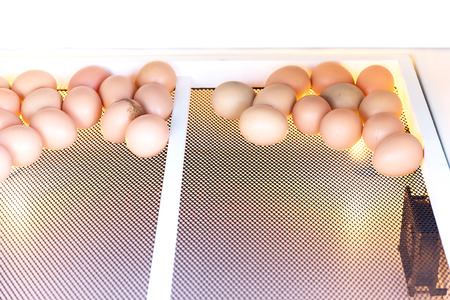 hatched eggs of chickenの写真素材