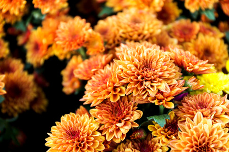 Beautiful of Orange Garden Dahlia flowerの写真素材