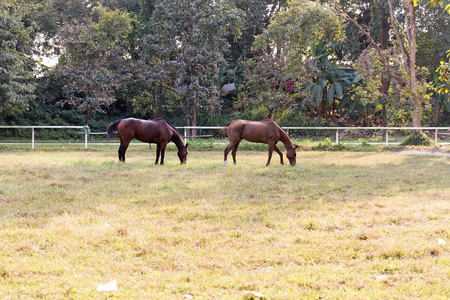 Horse in the gardenの写真素材