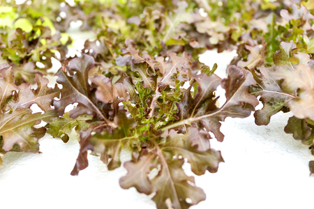 Oganic Green Cos Salad healthy vegetable is considered by many to be the best lettuce that you can grow or eat.の写真素材