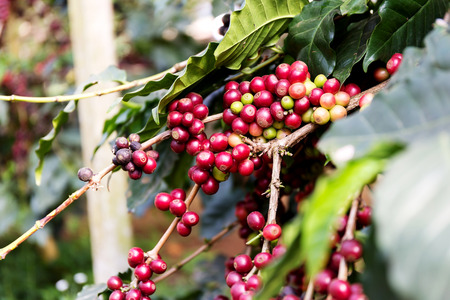 Coffee beans on tree, Thailandの写真素材