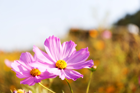 cosmos flowers in the gardenの写真素材