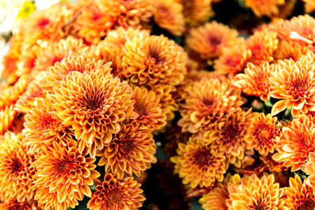 Beautiful of Orange Garden Dahlia flowerの写真素材