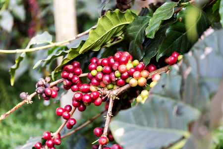 Coffee beans on tree, Thailandの写真素材