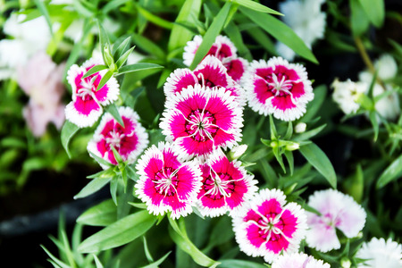 Dianthus flower (Dianthus chinensis) blooming in gardenの写真素材