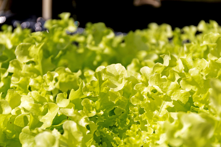 Oganic Green Cos Salad healthy vegetable is considered by many to be the best lettuce that you can grow or eat.の写真素材