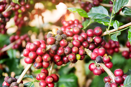Coffee beans on tree, Thailandの写真素材