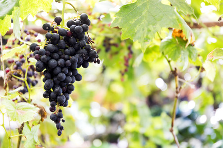 Red grapes in the vineyardの写真素材
