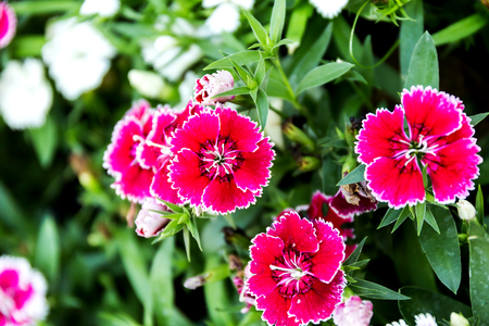 Dianthus flower (Dianthus chinensis) blooming in gardenの写真素材
