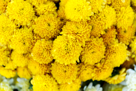 Beautiful of yellow Garden Dahlia flowerの写真素材