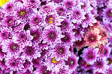 Beautiful of Pink Garden Dahlia flowerの写真素材