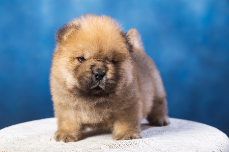 fluffy chow-chow puppy(40 day)の写真素材