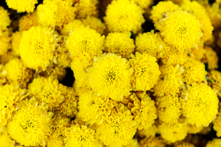 Beautiful of yellow Garden Dahlia flowerの写真素材