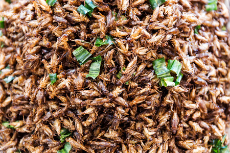 Fried Insect street food of Thailandの写真素材