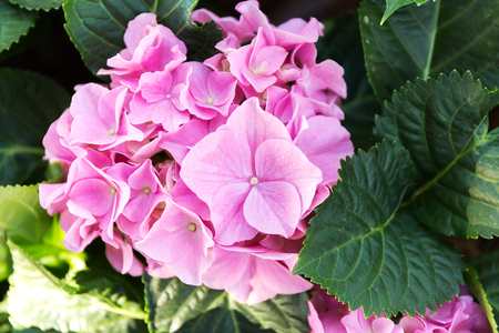 Pink Hydrangea flower (Hydrangea macrophylla) in a garden.の写真素材