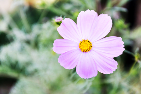 cosmos flowers in the gardenの写真素材