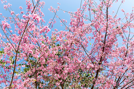 Wild Himalayan Cherry flower (Prunus cerasoides),Giant tiger flower in Thailand, selective focusの写真素材