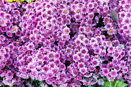 Beautiful of Pink Garden Dahlia flowerの写真素材
