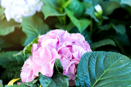 Pink Hydrangea flower (Hydrangea macrophylla) in a garden.の写真素材