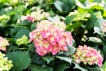 Pink Hydrangea flower (Hydrangea macrophylla) in a garden.の写真素材