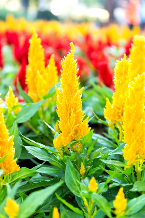 Close up side view Celosia argentea flower in gardenの写真素材