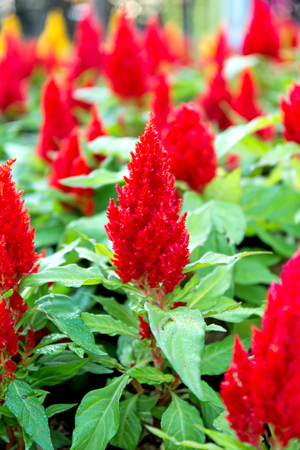 Close up side view Celosia argentea flower in gardenの写真素材