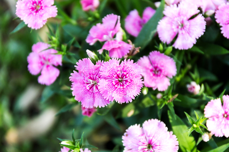Dianthus flower (Dianthus chinensis) blooming in gardenの写真素材