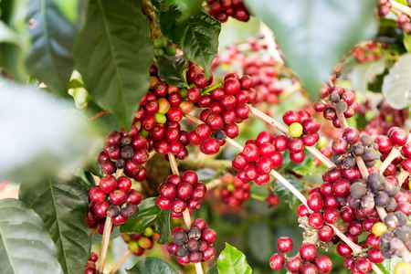 Coffee beans on tree, Thailandの写真素材