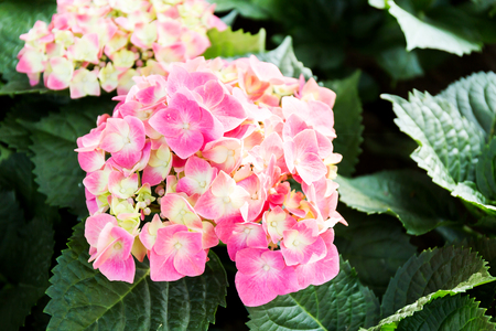 Pink Hydrangea flower (Hydrangea macrophylla) in a garden.の写真素材