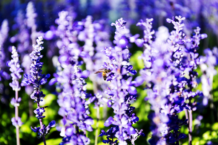 Blue salvia with bee lit by sunlight. Blue salvia in the gardenの写真素材