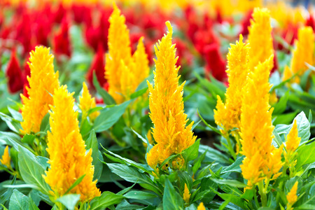 Close up side view Celosia argentea flower in gardenの写真素材