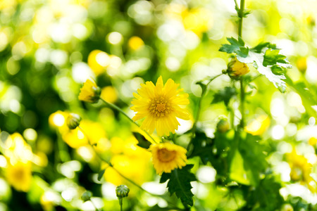 Chrysanthemum flowers in the gardenの写真素材
