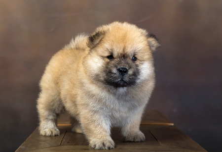 fluffy chow-chow puppy(40 day)の写真素材