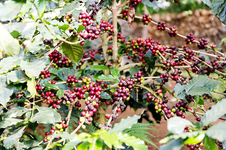 Coffee beans on tree, Thailandの写真素材