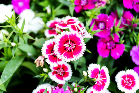 Dianthus flower (Dianthus chinensis) blooming in gardenの写真素材