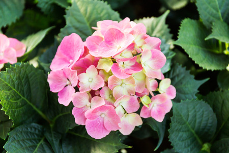 Pink Hydrangea flower (Hydrangea macrophylla) in a garden.の写真素材
