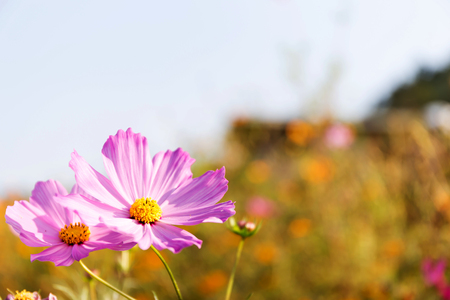 cosmos flowers in the gardenの写真素材