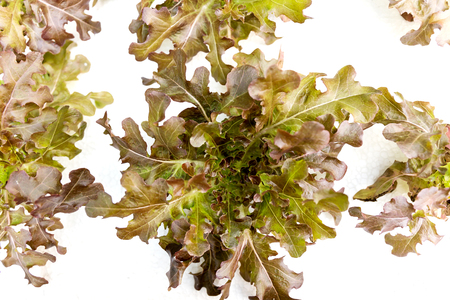 Oganic Green Cos Salad healthy vegetable is considered by many to be the best lettuce that you can grow or eat.の写真素材