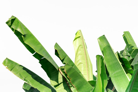 Banana Leaf Isolated On Whiteの写真素材