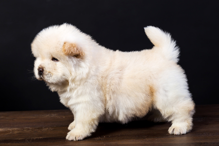 fluffy chow-chow puppy(40 day)の写真素材