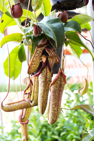 Nepenthes, Tropical pitcher plants and monkey cupsの写真素材