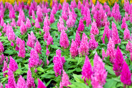 Close up side view Celosia argentea flower in gardenの写真素材