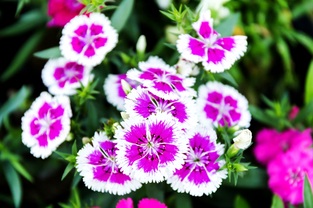 Dianthus flower (Dianthus chinensis) blooming in gardenの写真素材