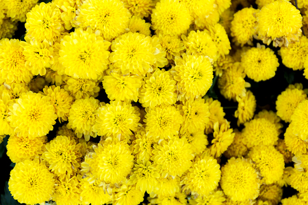 Beautiful of yellow Garden Dahlia flowerの写真素材